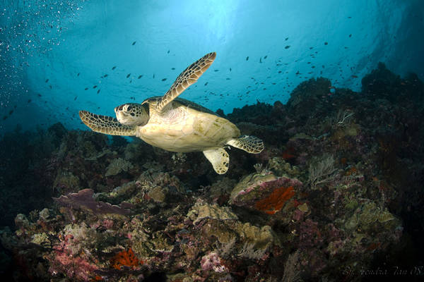 Welcome to Sipadan...