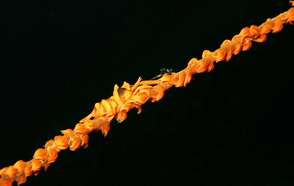 Shrimp on Whip Coral