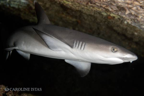 Shark