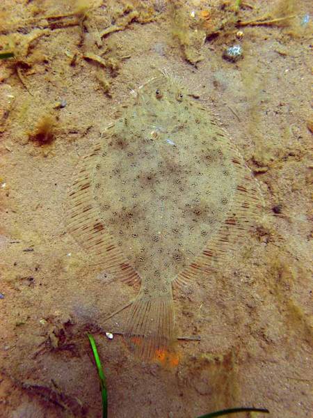 Window Pane Flounder