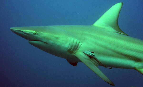 Black TIp Shark
