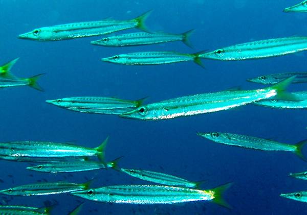 Yellowtail barracuda