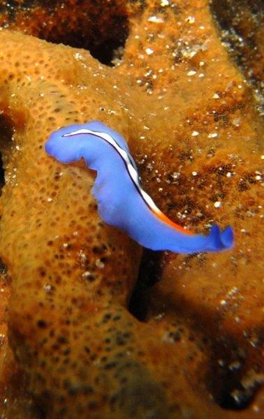 blue_flatworm