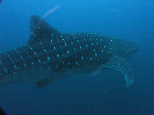 whale shark