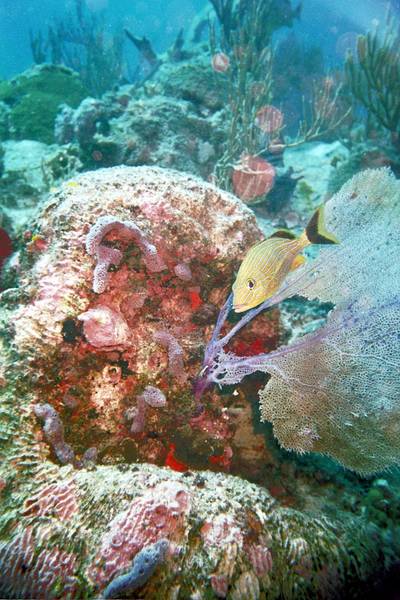 Playa del Carmen, Mexico
