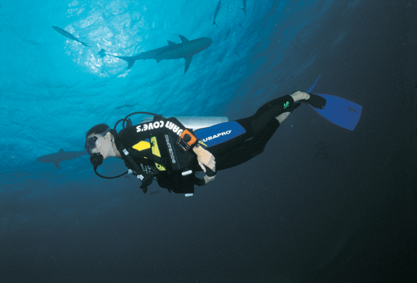 Diver &amp; sharks