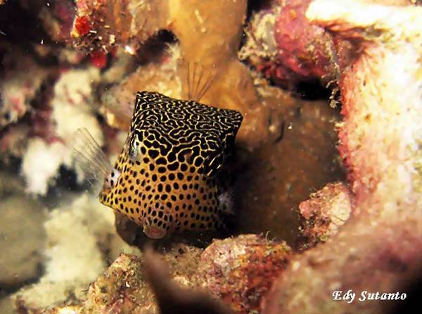 Box Fish