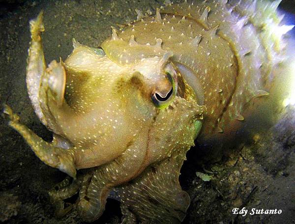 Cuttle Fish