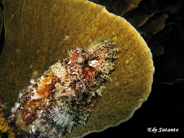 Scorpion  Fish