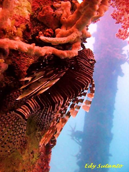 Lion Fish