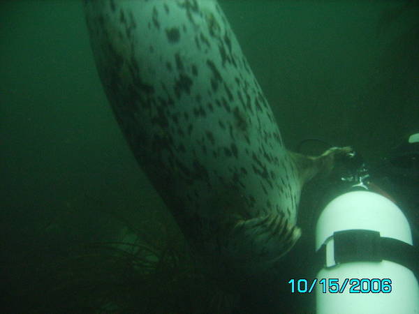 coolest dive ever!