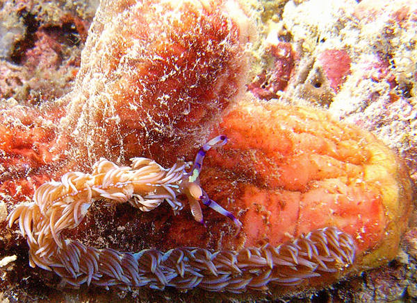 Fireworm