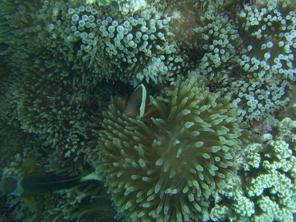 Nemo