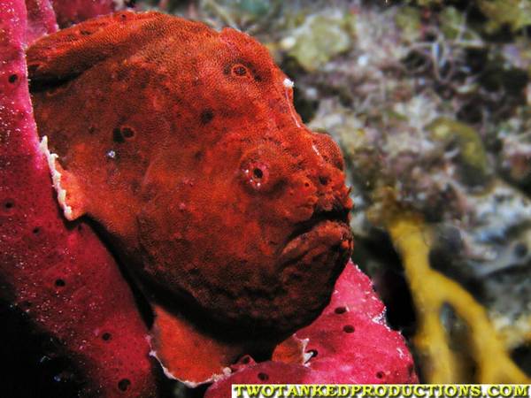 Frog Fish on Red Sponge on Halfmoon Key Wall