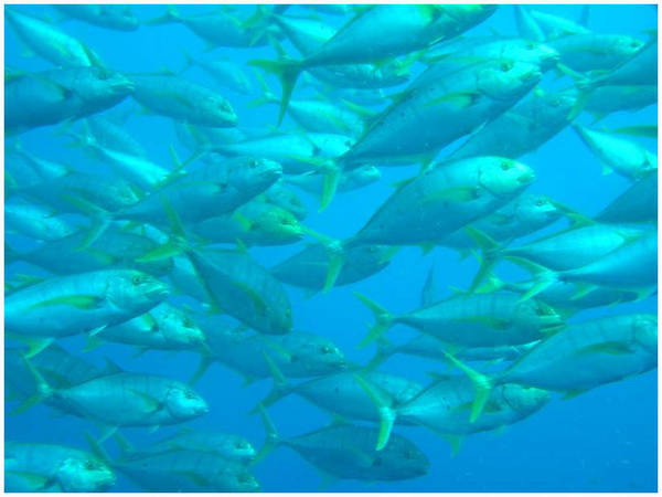 Golden Trevally