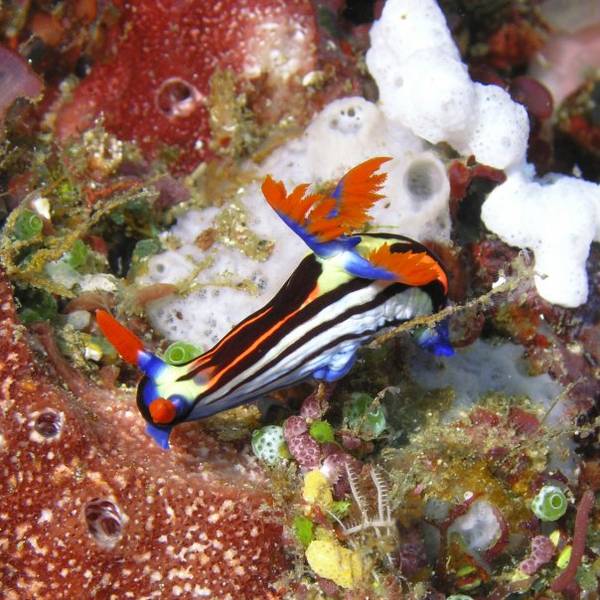 Nudibranch