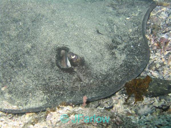 Stingray