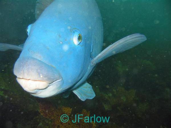 Eastern Blue Groper