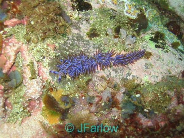 Nudibranch