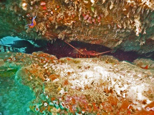 lobster