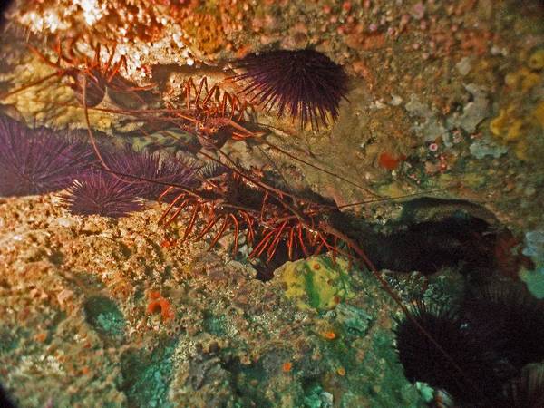 lobster