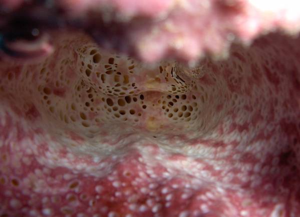 Inside of sponge