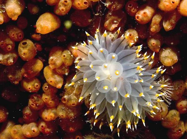 Janolus fuscus