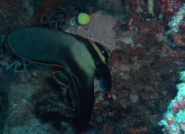 Juvenile batfish