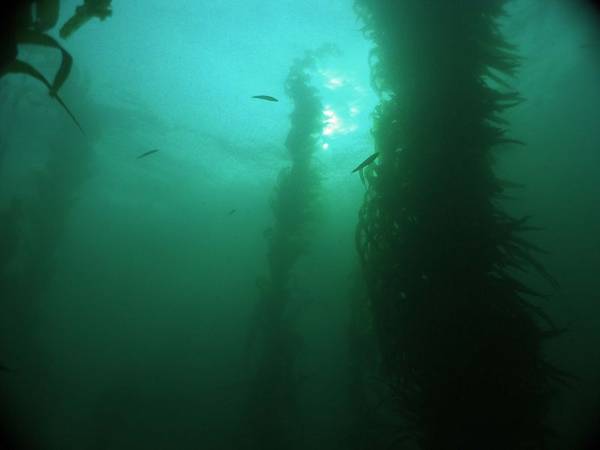 kelp forest La jolla,California