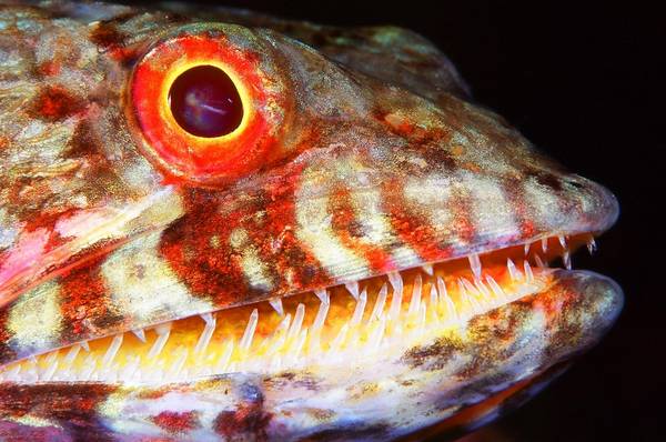 lizardfish