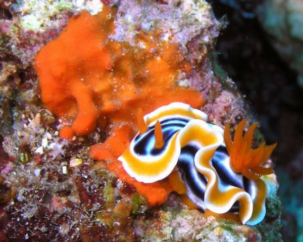 Nudibranch