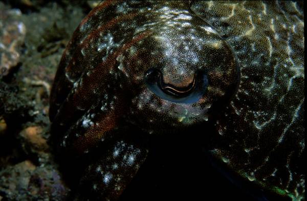 Baby Cuttlefish