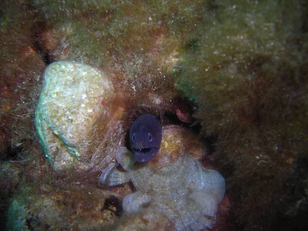 moray
