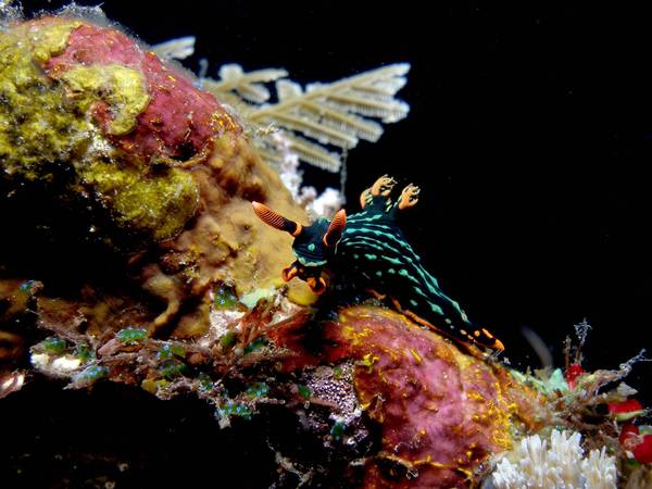 nembrotha_kubaryana_3