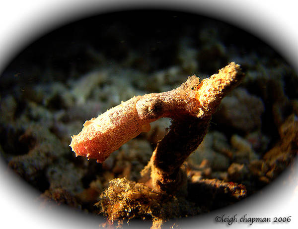 newborn cuttlefish