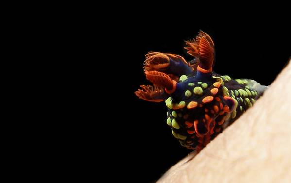 nudibranch