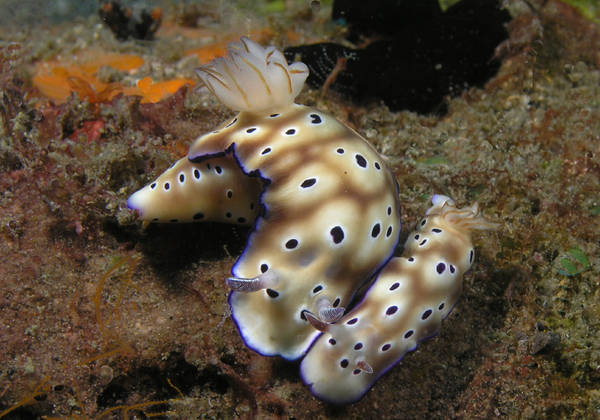 Nudi Love In the Lembeh Strait