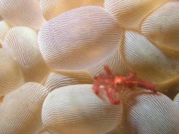 Orangutan crab in Lembeh