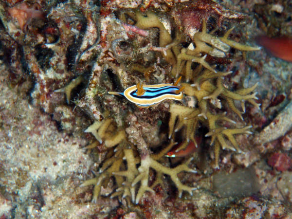 mar08