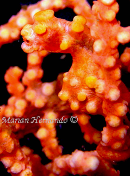 Pigmy seahorse, Anilao, Batangas, Philippines