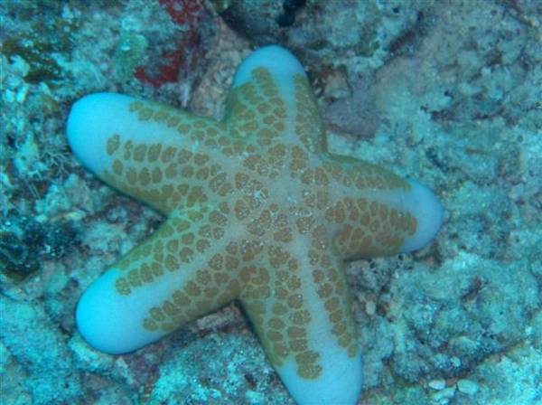 Pincushion starfish