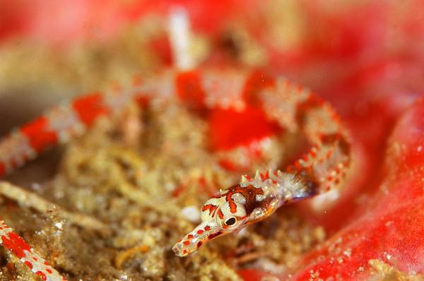 pipefish