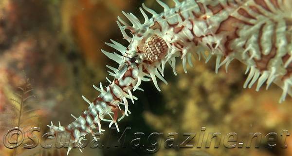 Ornate Ghost Pipefish, Dumaguete, Negros Island, Philippines