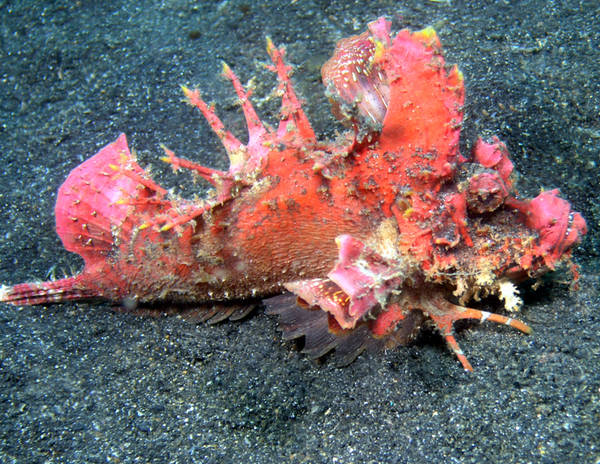 Bright red devil scorpionfish