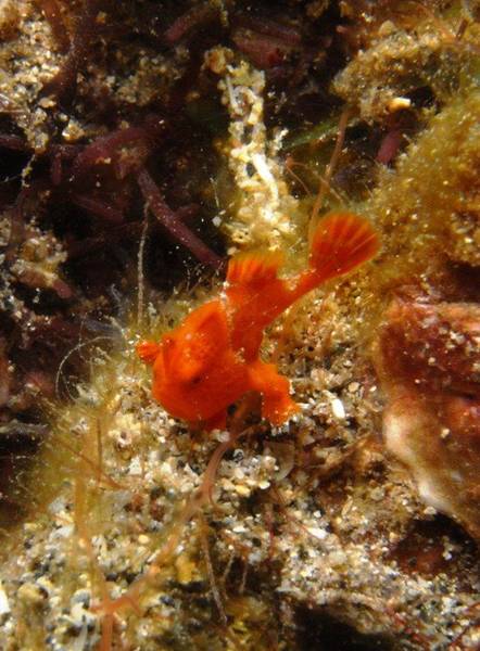 red_frogfish