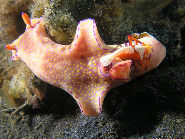 Emperor shrimp cleaning a nudi in Lembeh, Indonesia