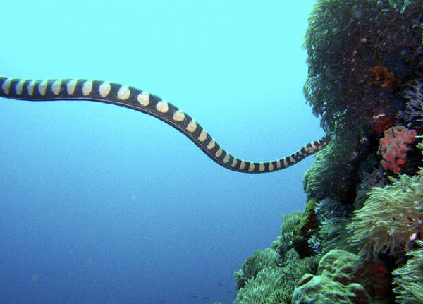 Black-banded watersnake