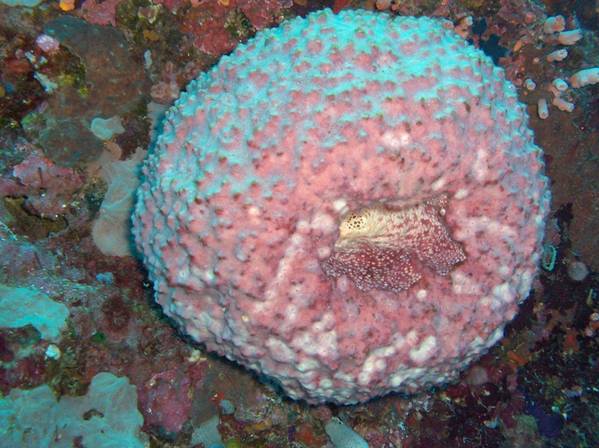 Sponge