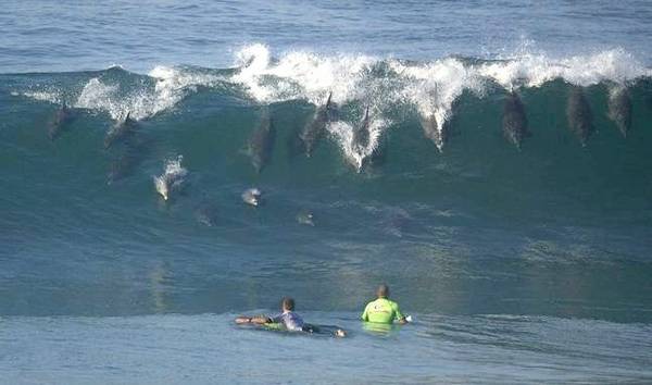 surf3
