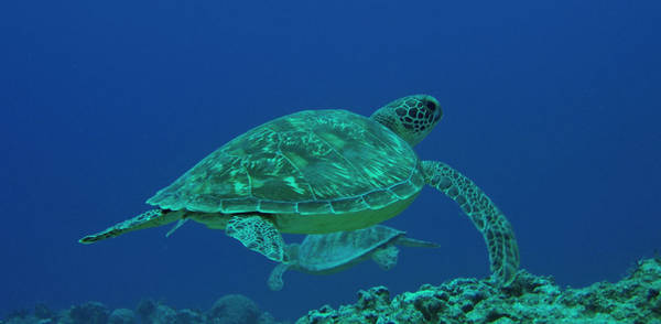 Turtles Vatulele Island Fiji
